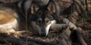 Wolf Sanctuary of PA at Speedwell Forge Bed & Breakfast